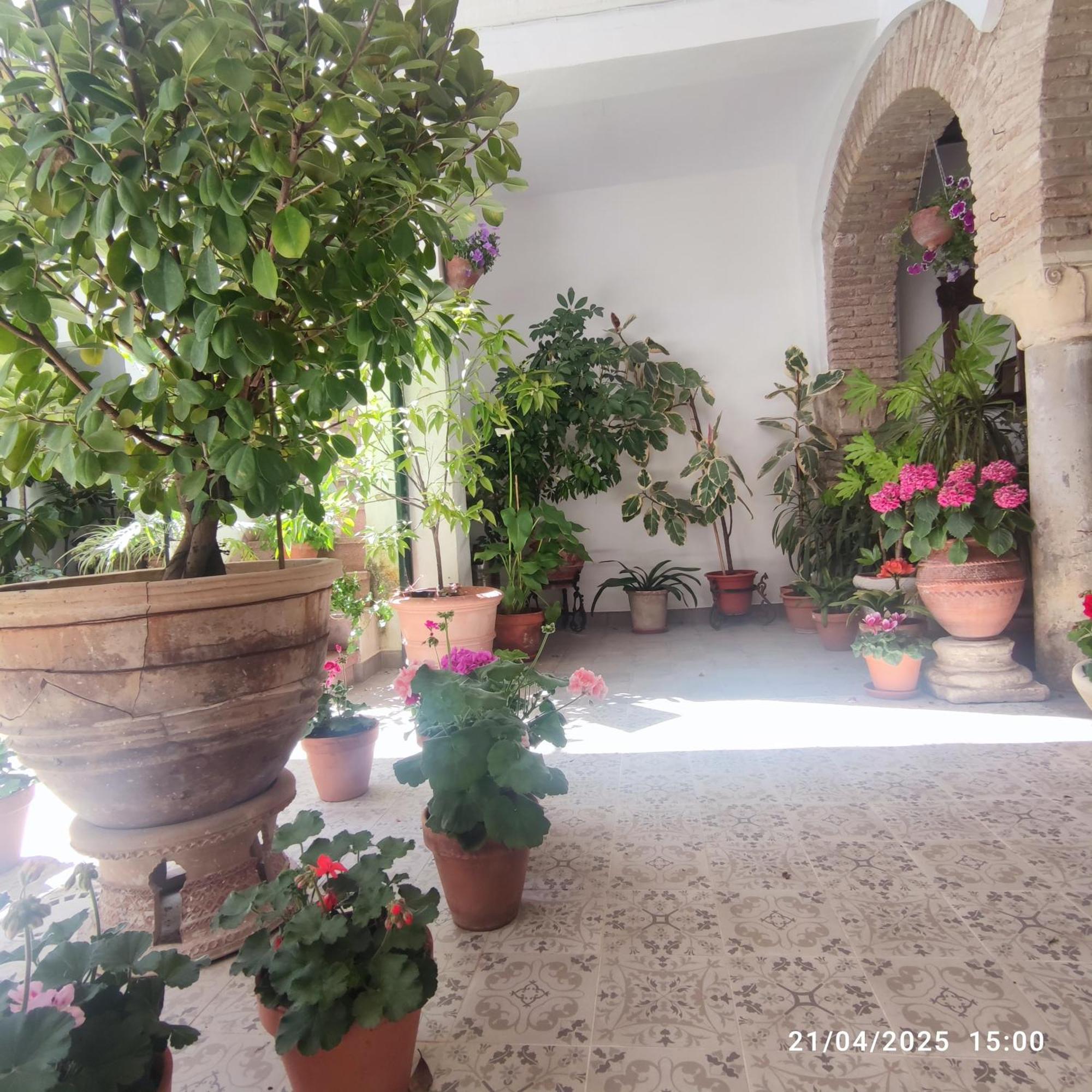 Ferienwohnung El Patio De Regina Córdoba Exterior foto